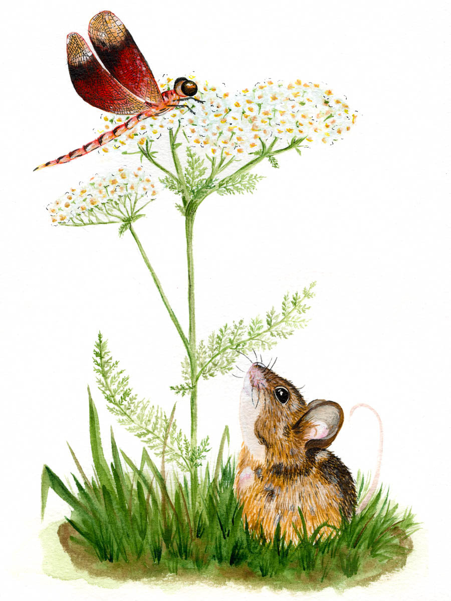 Mouse with dragonfly (270)